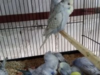 KONUŞTURMALIK RAİNBOW VE SHOW JUMBO MUHABBET KUŞU YAVRULAR