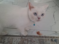 British shorthair Rüya kızımıza yeni yuva arıyorum