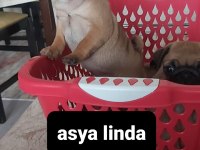 Pug Mops Bebekler