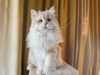 Sevimli british longhair kedimiz paşa