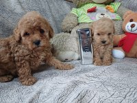Bir avuç poodle mutluluk