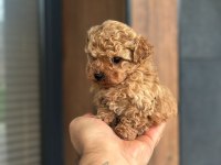 Kore Poodle Yavru Köpeklerimiz