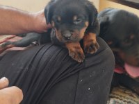 Orijinal rottweiler bebekler