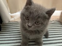 1 Aylık British Shorthair Yavrular