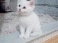 Mavi gözlü dişi yavru british shorthair