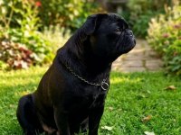 Mops Siyah Pug Son Yavru