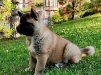 Amerikan Akita Yavru