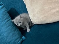 British Shorthair Kedisi