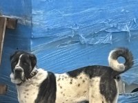 Siyah beyaz anadolu çoban köpeği