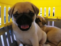 55 Günlük Renk Ve Anatomi Güzeli PugMops Bebekler