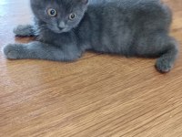 3 aylık yavru british shorthair