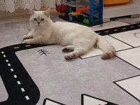 Lynx point british shorthair ücretli sahiplendirilecek