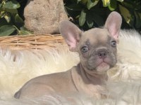 Exotic renk french bulldog yavrularım