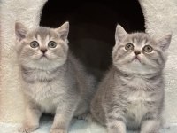 British shorthair bebekler