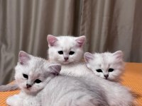 Safkan British Shorthair İzmir İçine