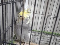 Grey erkek 9 aylık sultan papağanı