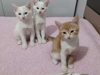 3 Kardeş Kediler