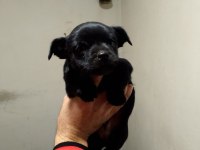 Dişi ve erkek yavru pinscher