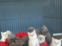 Kediciden Mükemmel Irk Yavru Kedilerimiz