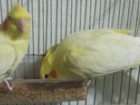 Lutino sultan papağanı