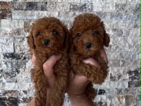 BİBLO GÜZELLİĞİNDE RED BROWN TEACUP POODLE BEBEKLER