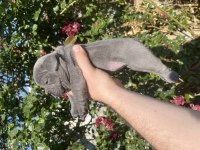 Rezerve iptali son kalan dişi french bulldog yavru