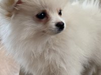 Dişi beyaz pomeranian boo