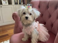 Dünyalar Güzeli Prenses Köpeğimiz