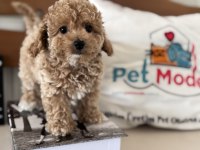 Petmode den Tea cup kore maltipoo yavrumuz