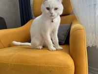 British Shorthair 1 Yaşında (Sahipendirilecektir)