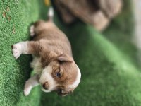 35 günlük çok sağlıklı jack russell yavrularımız