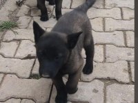 SAFKAN KOYU RENK FULL MASKELİ MALİNOİS