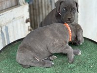Dev anne babadan cane corso