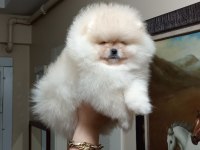 Üst kalite sıfır burun dişi pomeranian boo