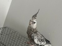 ELE KOLA ALIŞIK DAMARLI SULTAN PAPAĞANLAR