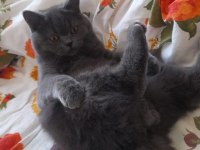 Kedimiz yuvasını arıyor 7 aylık british shorthair zeuss
