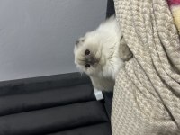 Scottish fold Blue Point Longhair