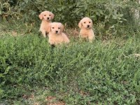 MİNİK GOLDENLARIMIZ SAHİPLERİNİ ARIYOR