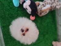 Show kalite pomeranian boo