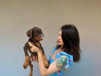 İri doberman yavrularım
