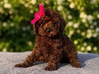 Ev Üretimi Full Garantili Tertemiz Toy Poodle