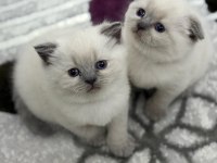 Teslime hazır british shorthair