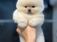 0 numara pomeranian boo teacup