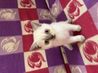 British shorthair bebek kediler