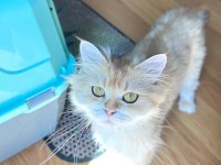 Ny12 Safkan British Longhair Dişi Kedi Genç 1 Yaşında