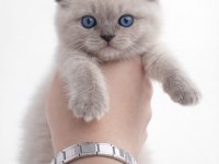 İSTEDİĞİNİZ KEDİYİ BULMANIZDA YARDIMCI OLABİLİRİM
