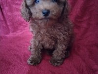 Pafuduk pafuduk poodle yavrular sizleri bekliyor
