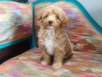KAYISILI KEK MALTİPOO KÖPEĞİ