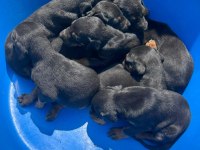 Safkan Doberman Köpeği Yavrular