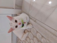 british shorthair cinsi 4 aylık erkek kedimiz